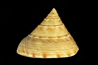 藏品(臺灣鐘螺)的圖片